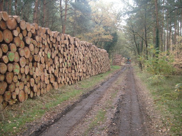 Holzpolter am Waldweg Holzpolter am Waldweg